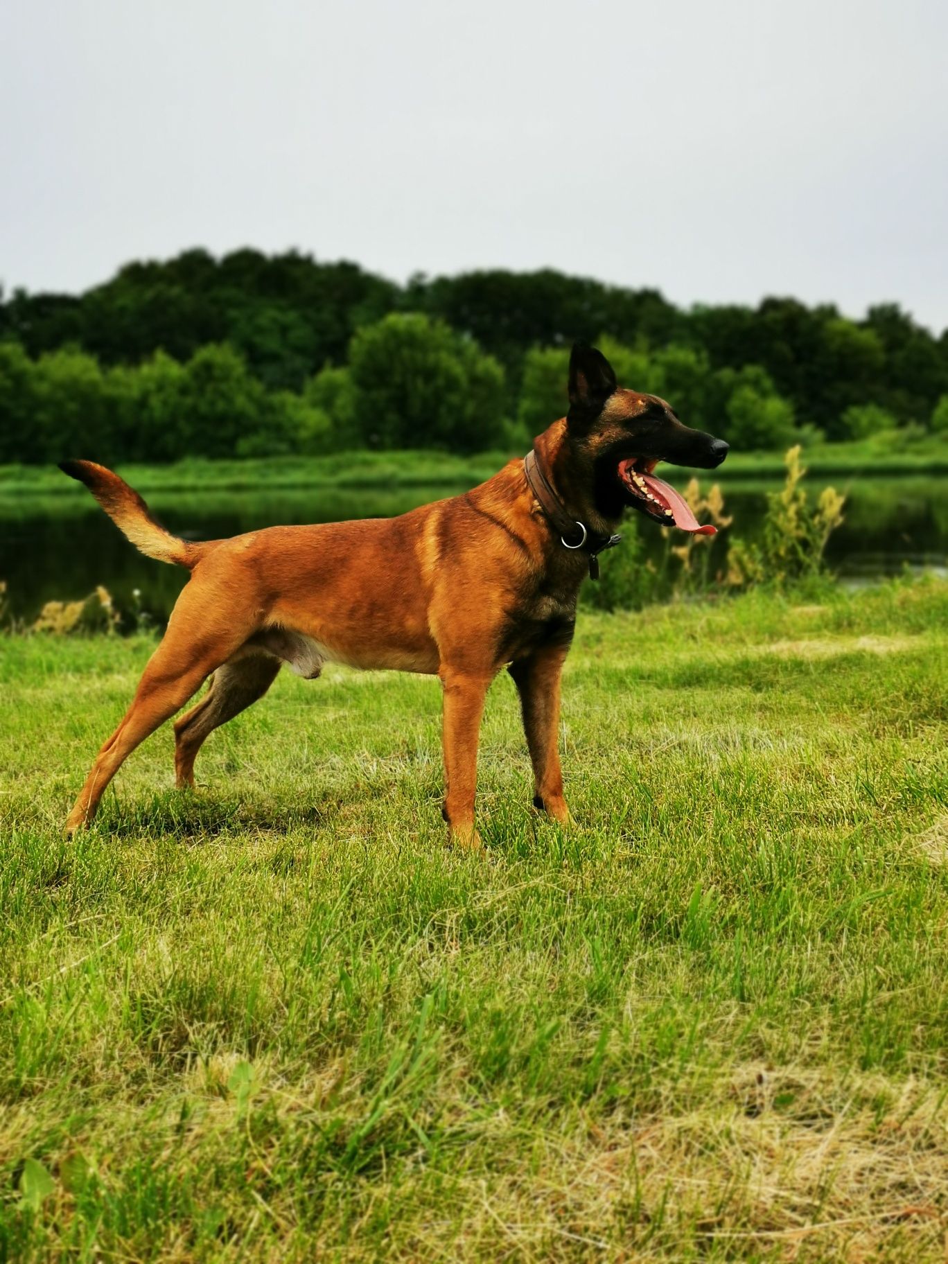 Owczarek belgijski Malinois