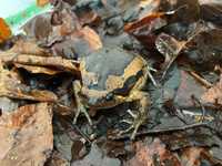 Żaba: Termitówki indyjskie (Kaloula pulchra)
