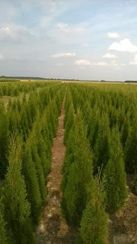 Thuja Tuja SMARAGD 100-120cm.+ 15zł/szt RABATY !!!