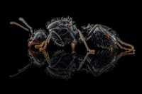Mrówki Messor minor, dla początkujacych, egzotyczne
