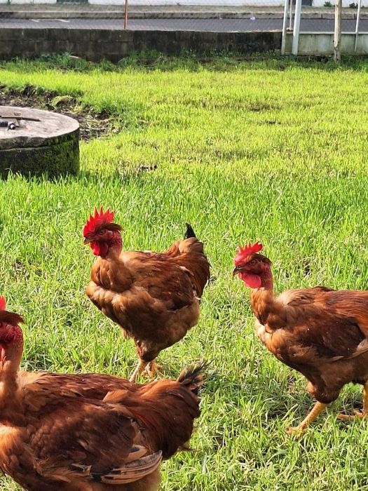 Vendo galos e coelhos