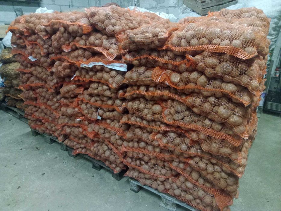 Ziemniaki jadalne Soraya Otolia Winieta Gala Belarosa  transport