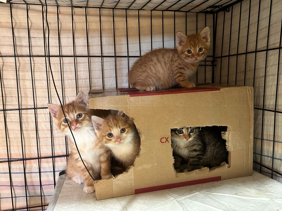 Całe stadko kotów szuka pilnie domków