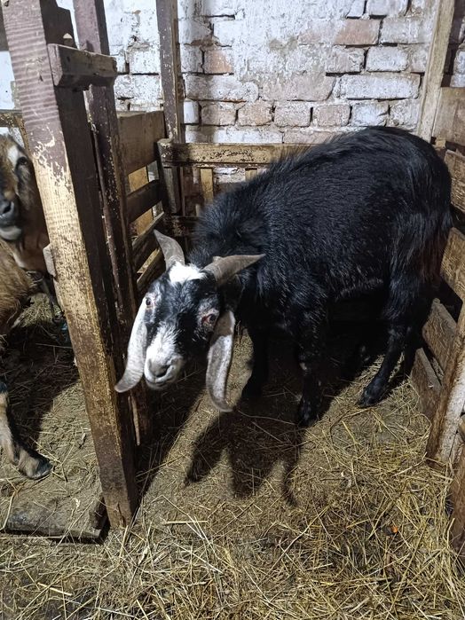 Козлик породи Англо Нубієць вік 11 місяців