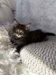Maine Coon kotka