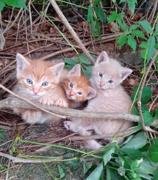 Rude kocie maluszki Rudziki szukają domków