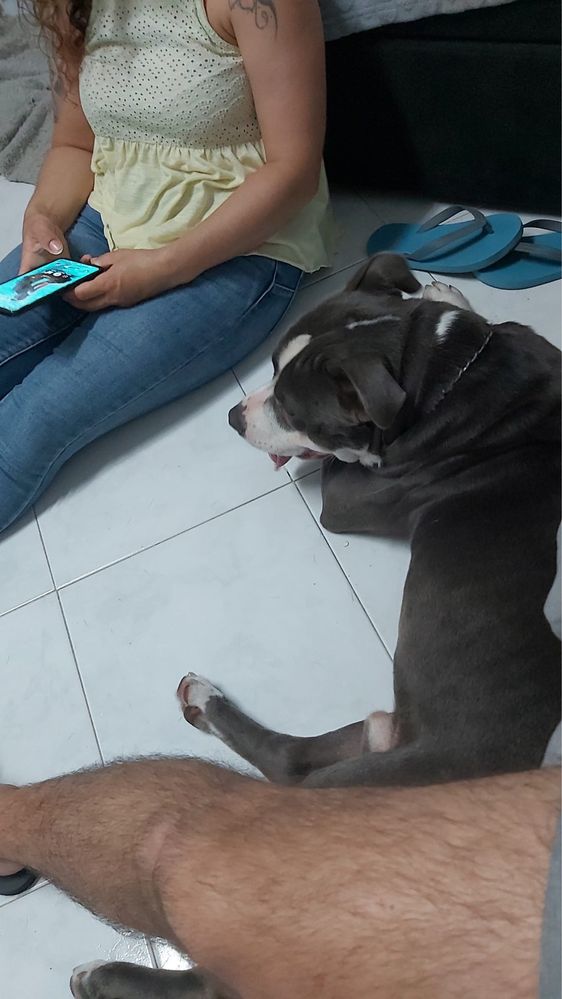 Pitt Bull para adopção Responsavel