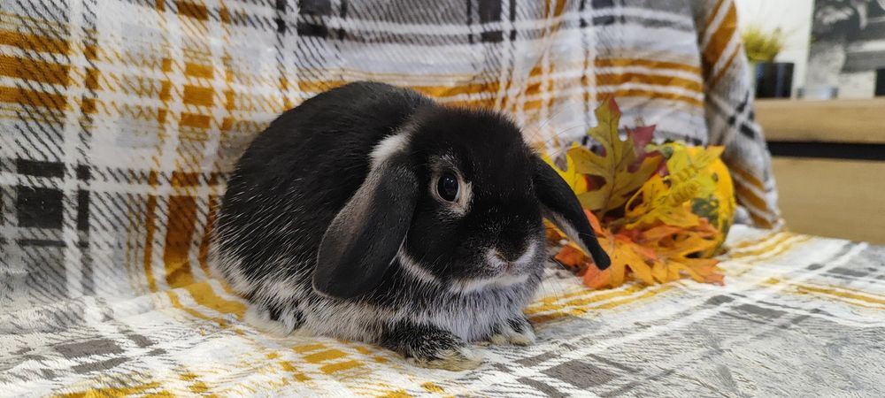 Mini lop rasowy metryka legalna hodowla miniaturka baranek