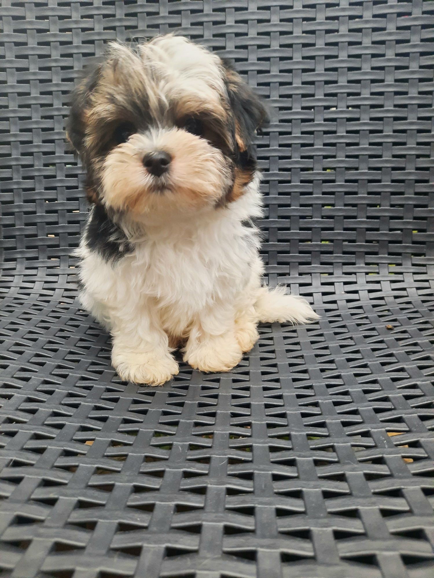 Yorkshire Terrier Biewer samiec miniaturowy