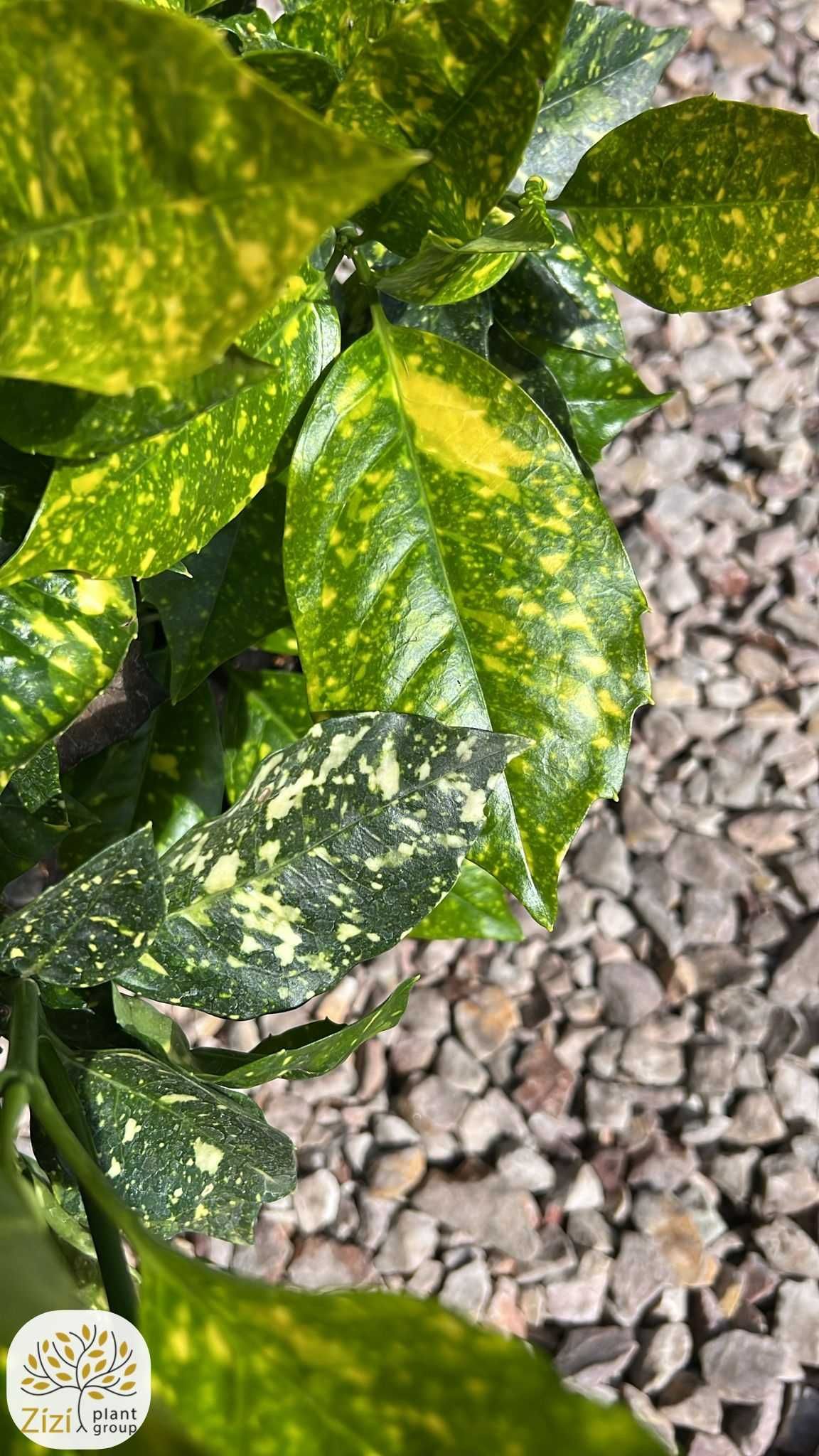 Aucuba japonica Variegata, Aukuba japońska, 40-60cm, C15
