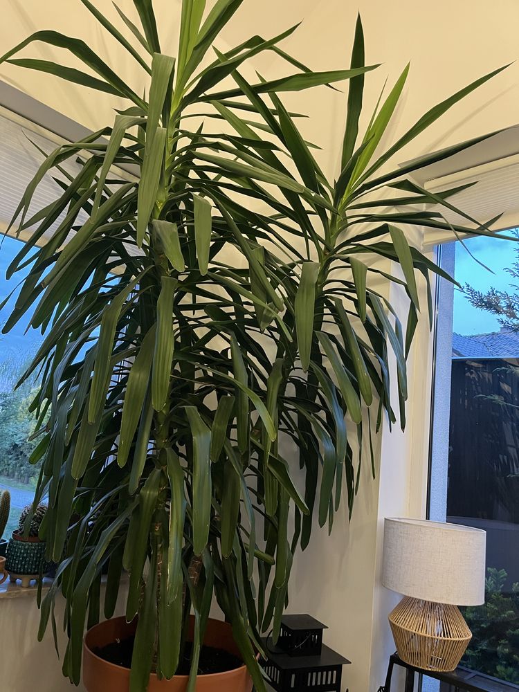 Piękna duża Yucca filamentosa z donicą