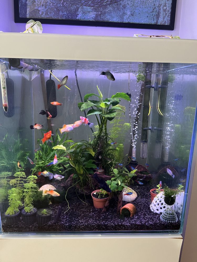 Platy juvenis variados