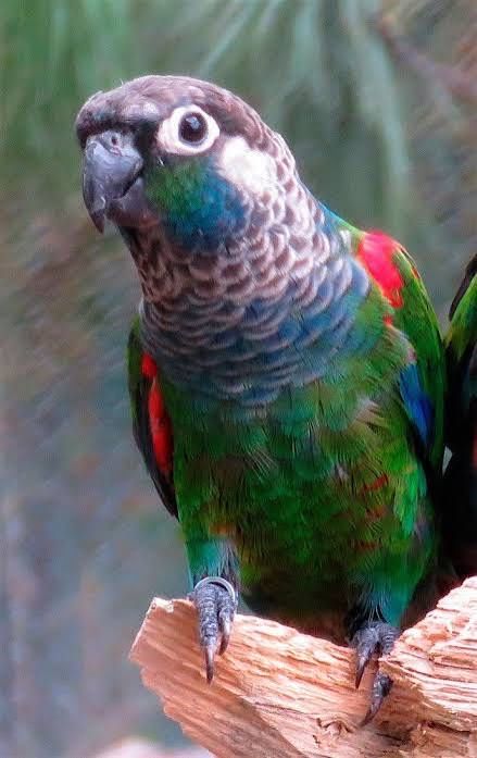 Pyrrhura lepida macho