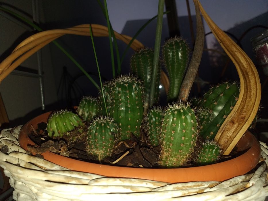 Kaktus sadzonka odmiana