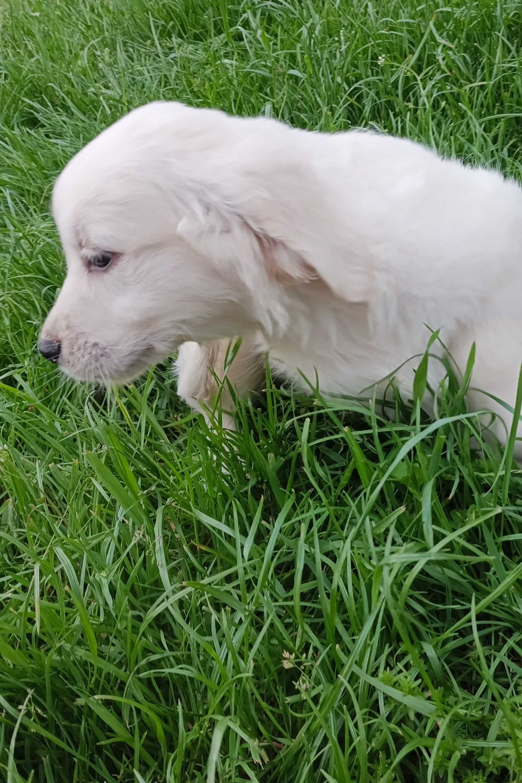 Golden retriever gotowe do odbioru