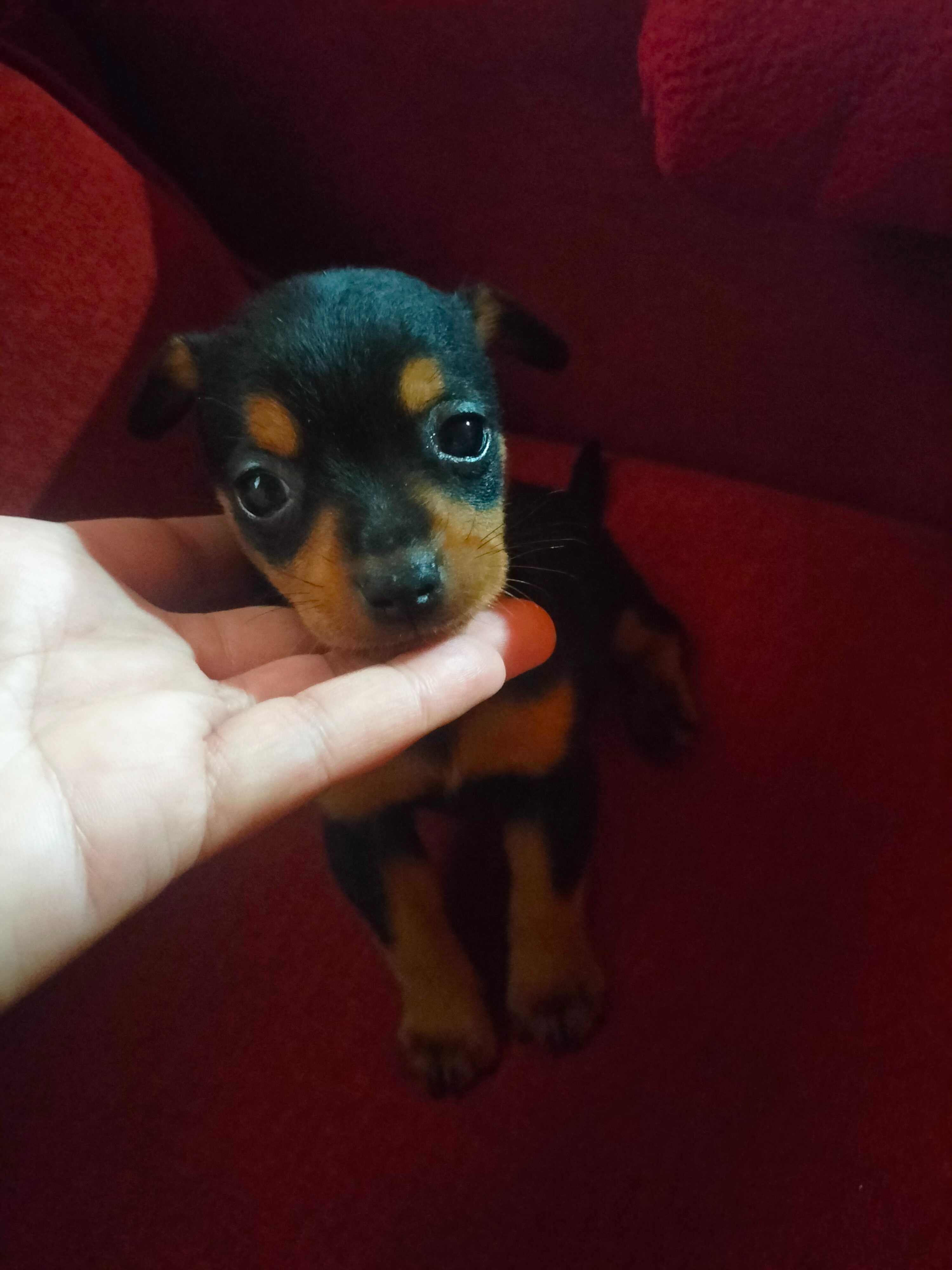 Pinscher fêmea linda