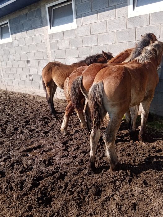 Ogier zimnokrwisty  sztumski