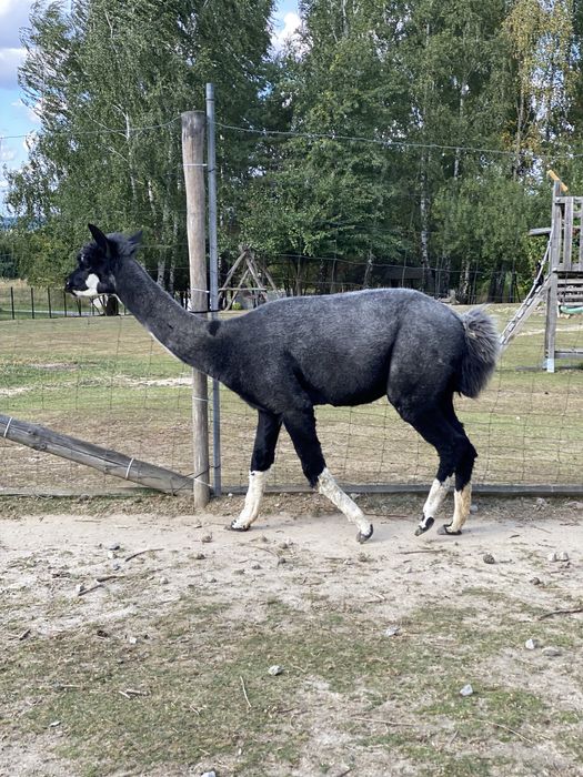 Samiec alpaki na sprzedaż