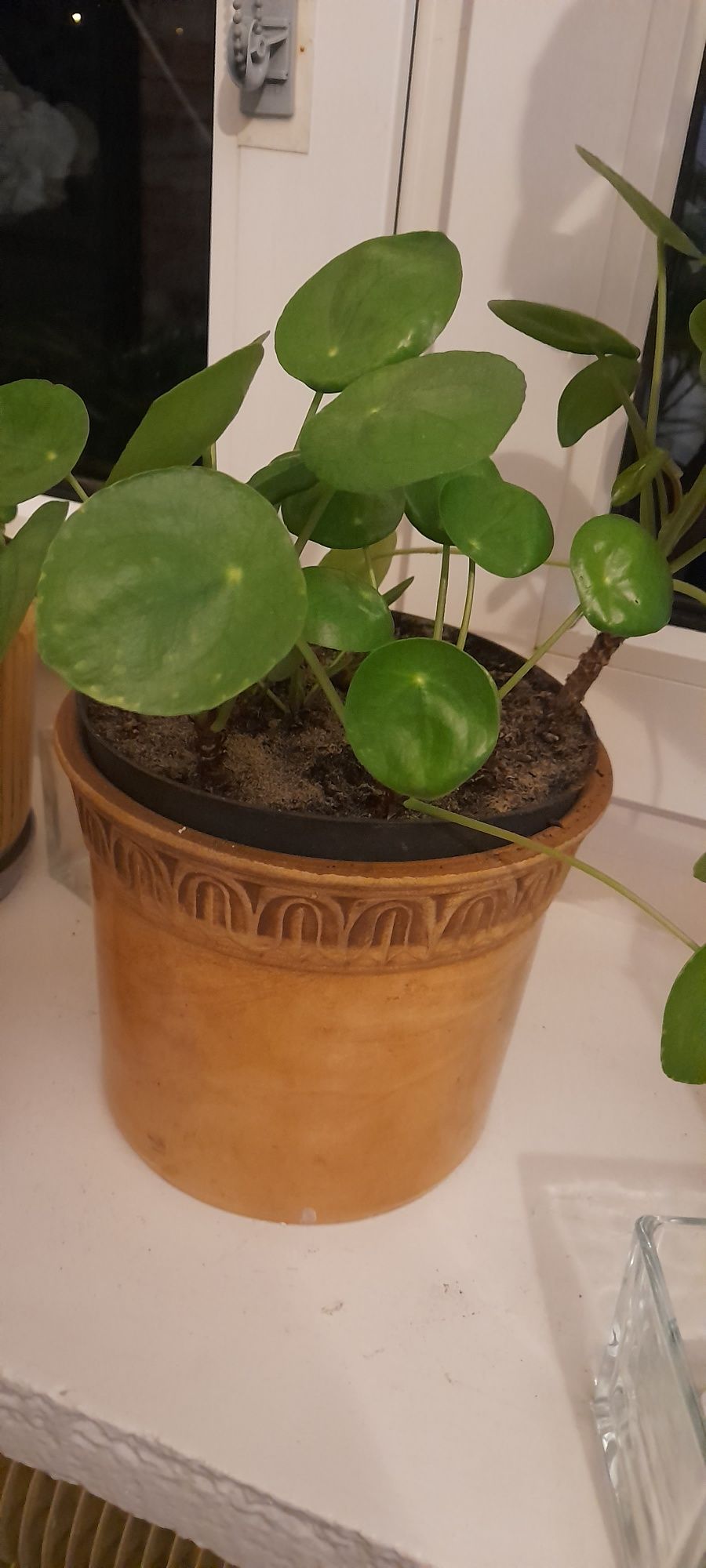 Pilea -pieniązek