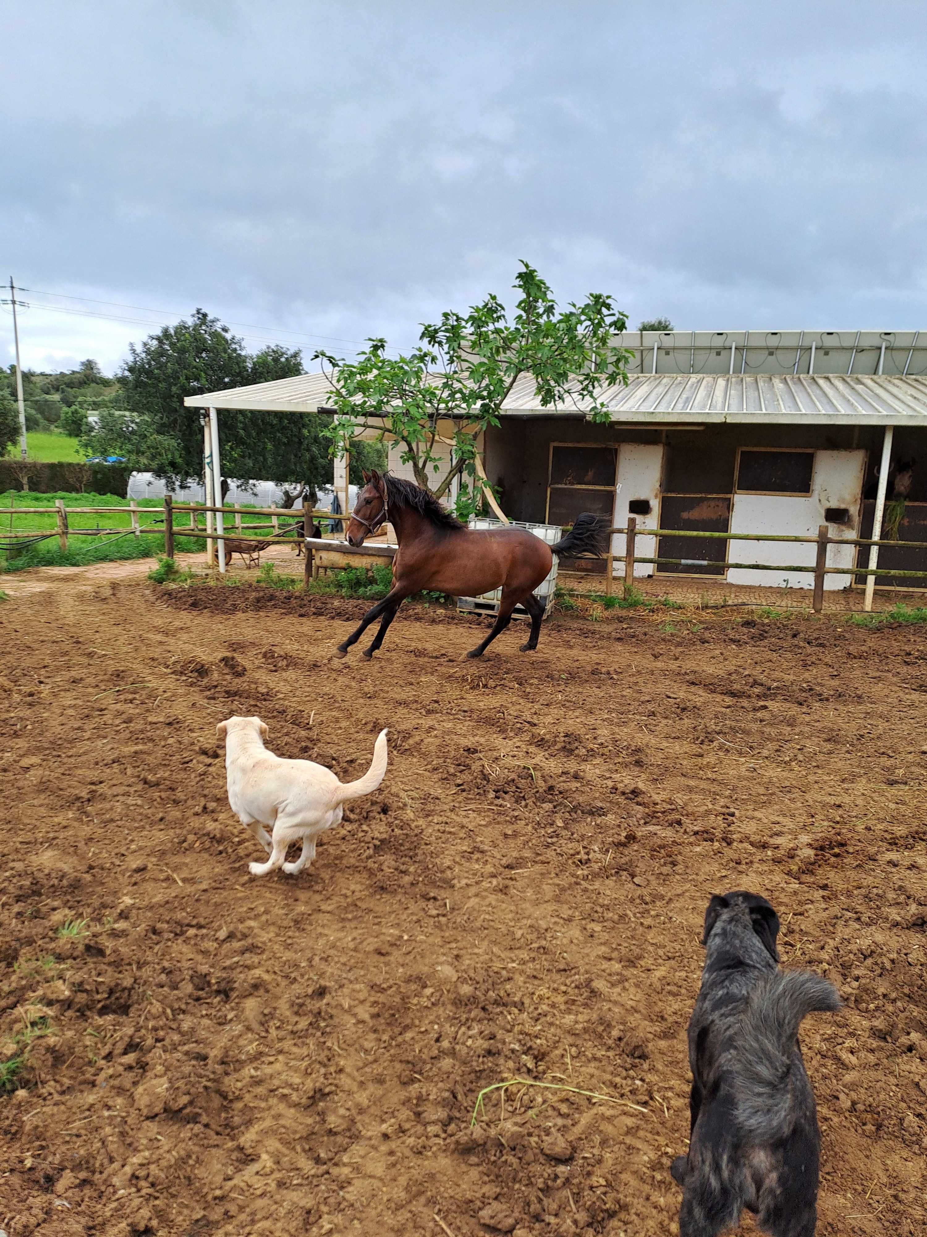 Poldro lusitano para vende