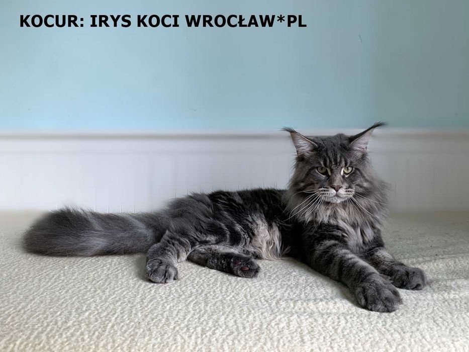 Zarezerwowany – niebieski - kocur Maine Coon FPL – Wrocław