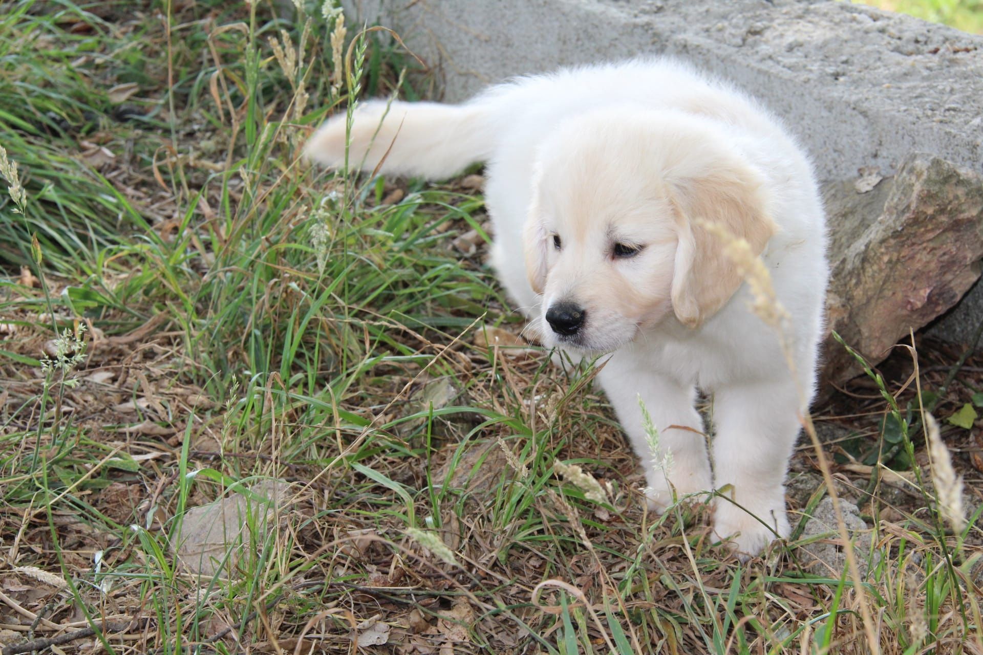 Golden Retriever com LOP e AFIXO