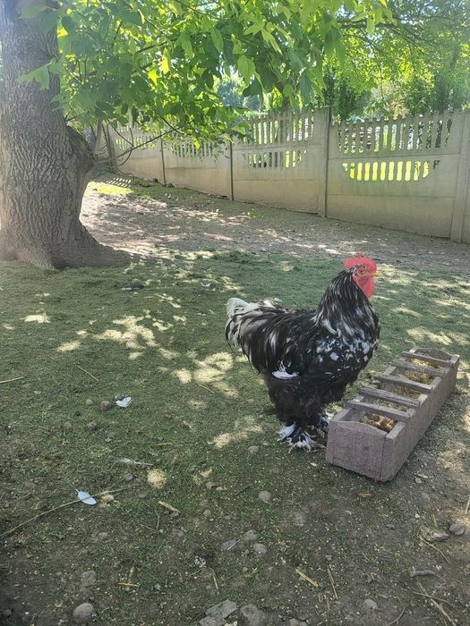 Kogut Kochin Olbrzymi Nakrapiany