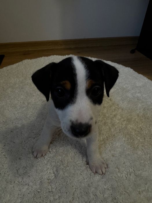 Готуються до продажу цуценята Джек рассела