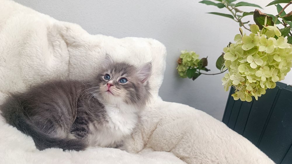 Kocurek syberyjski Skiper rodowód WCF