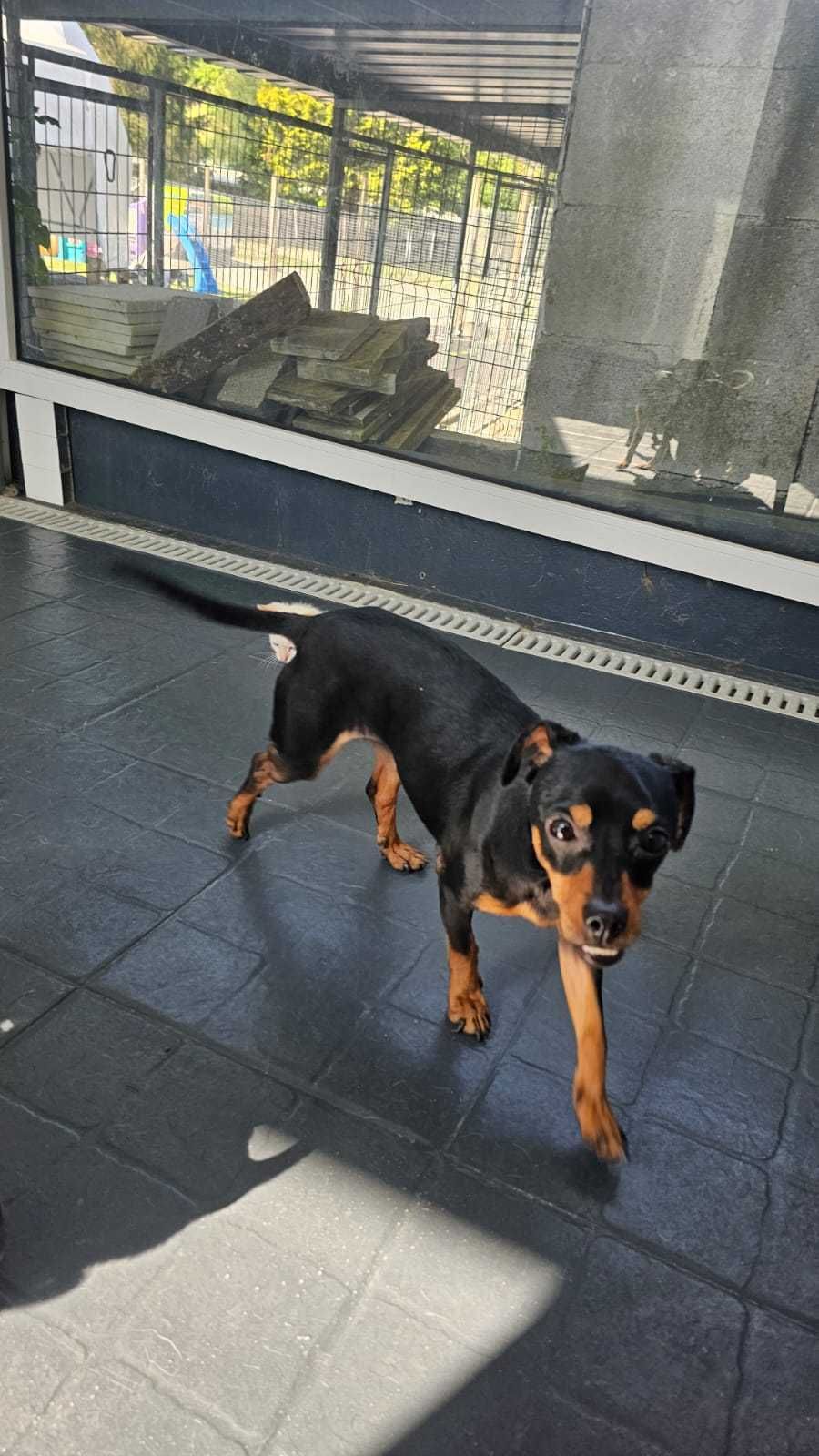 Mãe e bebés para adoção