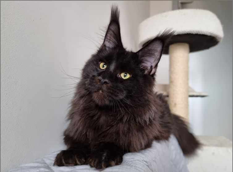 Чекаємо на найкращу родину! Мейн-кун з документами та щепленням