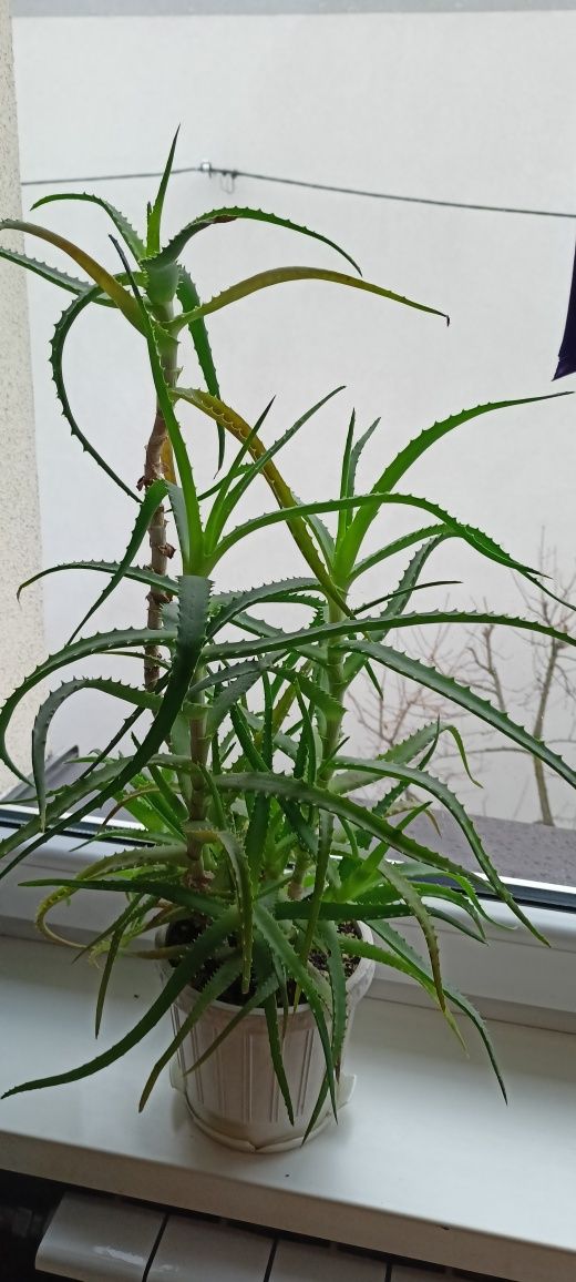 Aloes/ żyworódka roślina lecznicza
