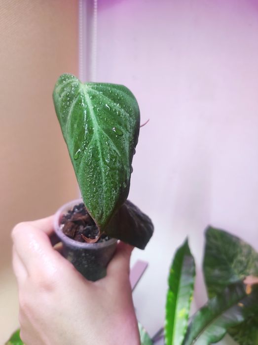 Филодендрон Миканс