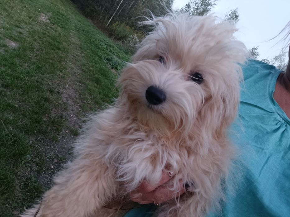 Maltipoo śliczny piesek