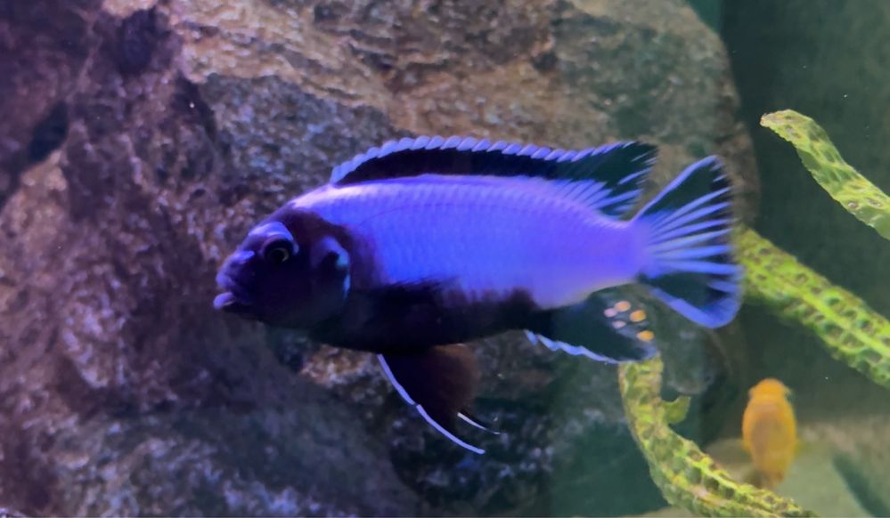 Pyszczaki Metriaclima koningsi Membe Deep