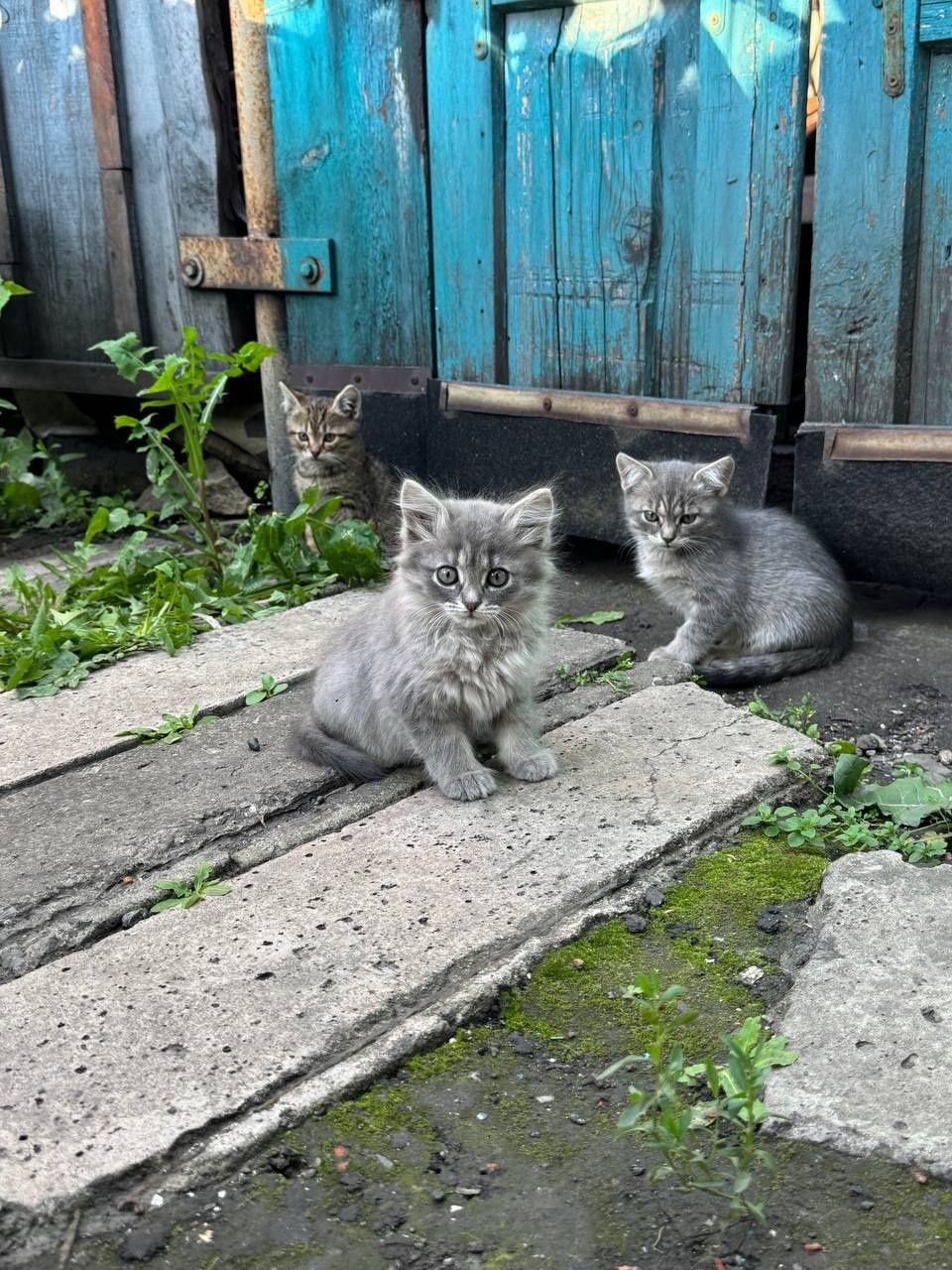 Отдам котят в хорошие руки