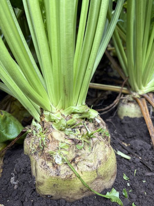 Buraki cukrowe karma do lasu