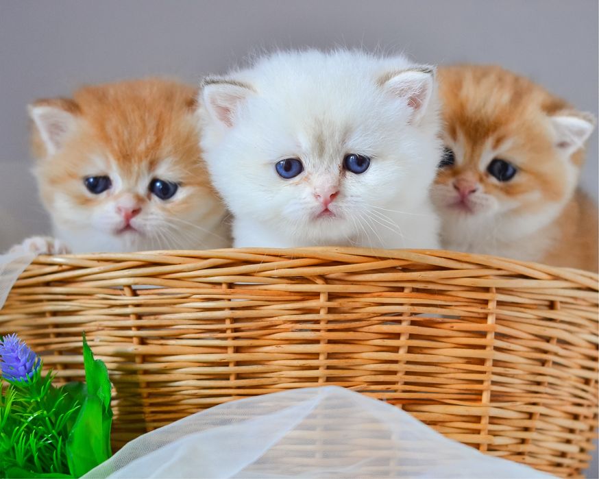 Роскошные золотые малыши