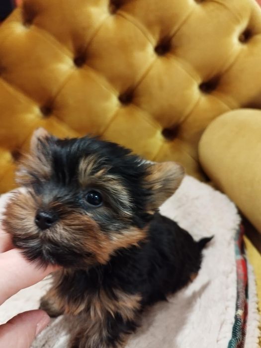 Yorkshire terrier suczka malutka