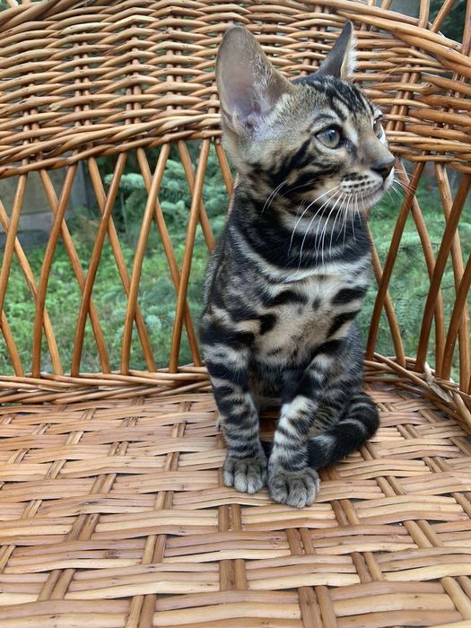 Эксклюзивный бенгальский котик 3,5 мес