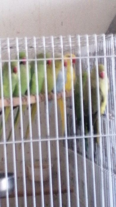 Aves Ring Neck 2020, 2023 e Loris 2020