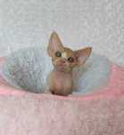 Piękny chłopiec Devon Rex szuka kochającego domu.
