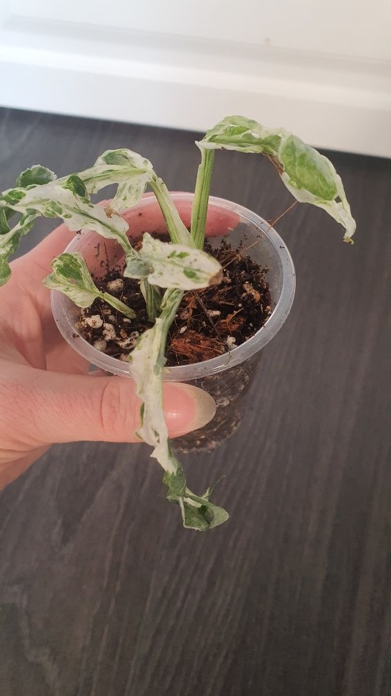 Monstera Frozen freckles variegata