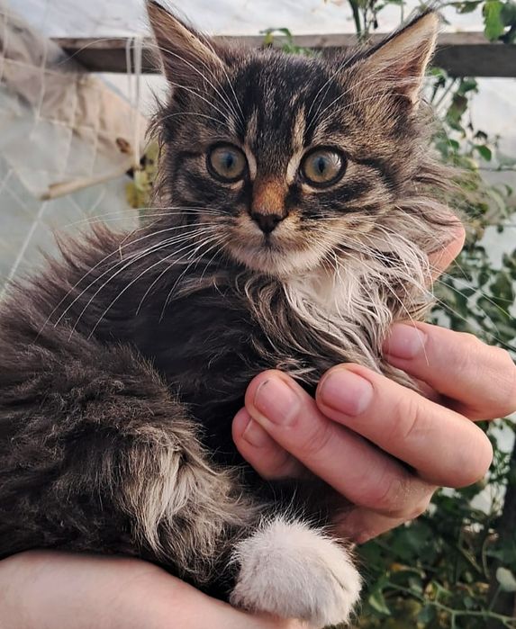 Котенята в добрі руки