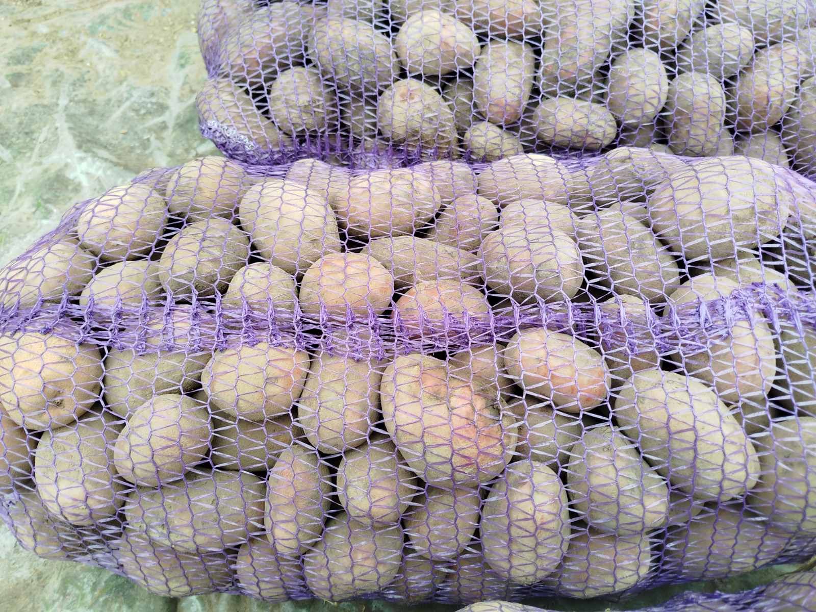 Продам картоплю домашню