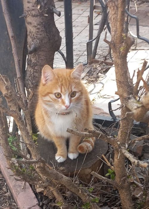 Отдам кота в хорошие руки