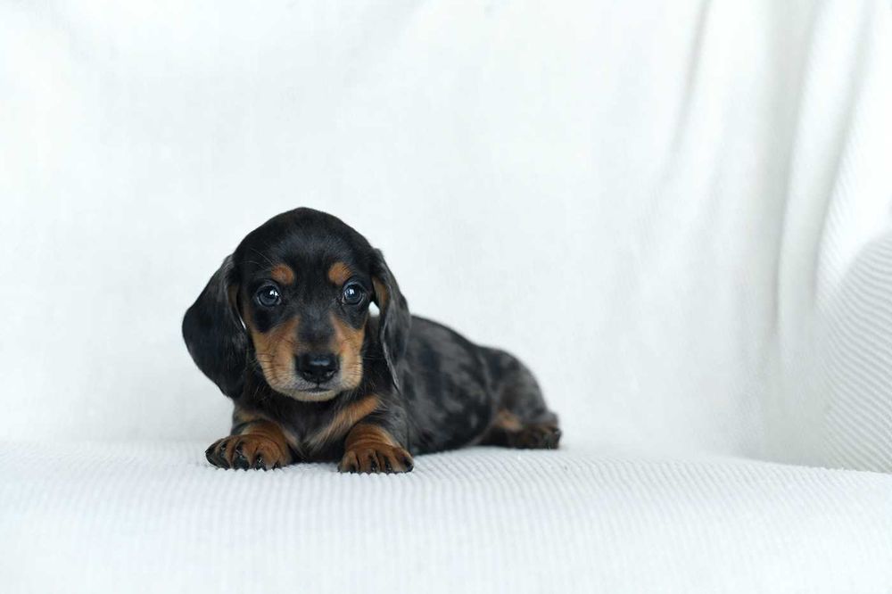 jamnik miniaturowy-rozne kolory