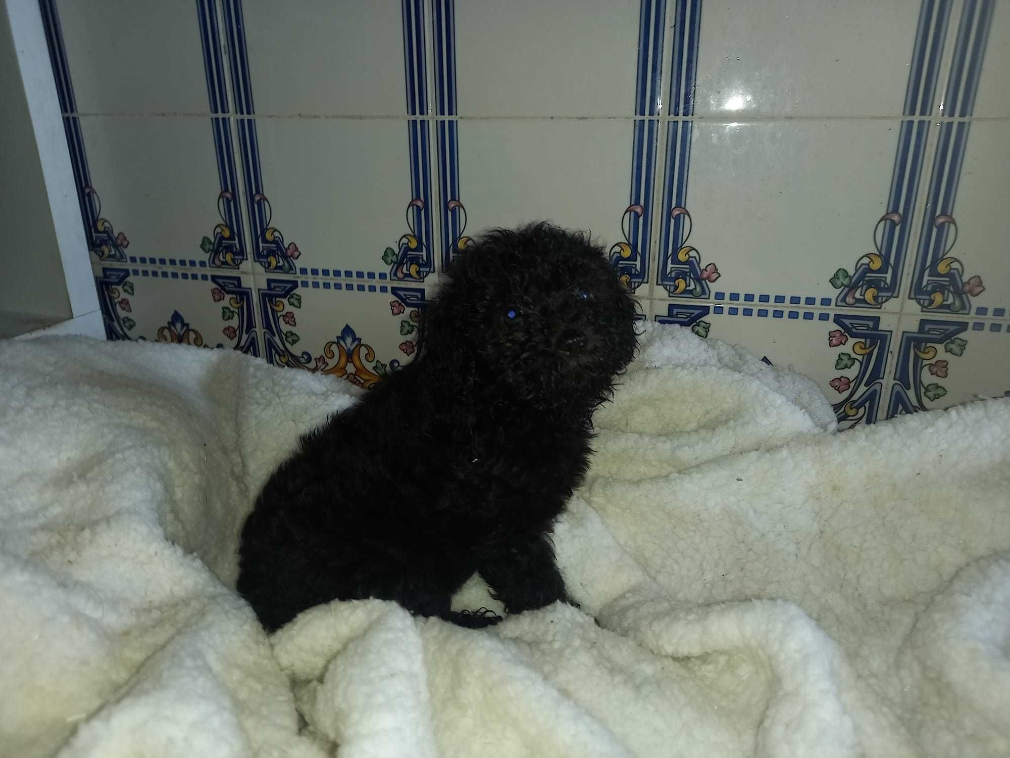 Magnífica femea Caniche Toy