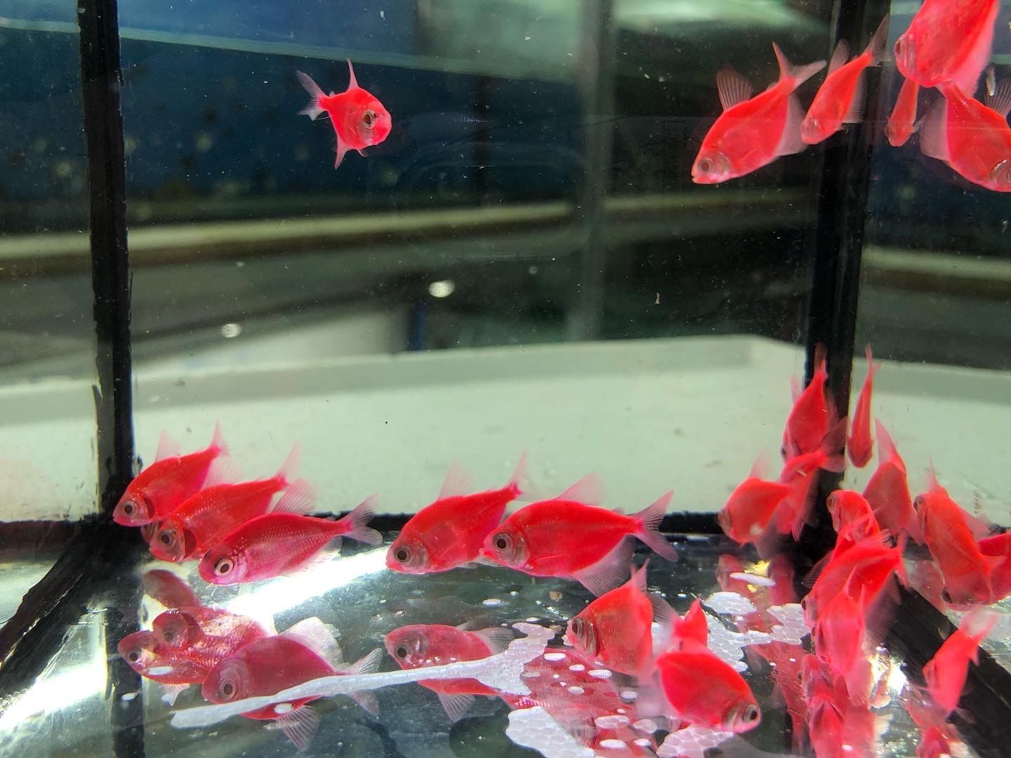 Тернеція GLO  червона рибка акваріумна