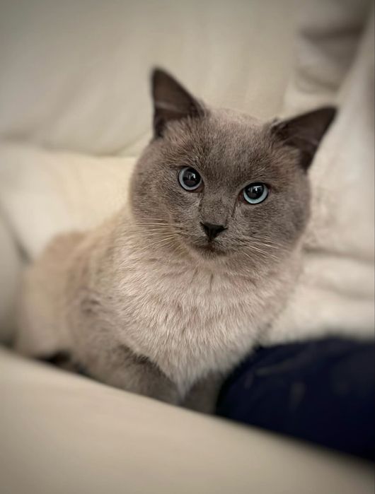 Gatinho jovem para adoção responsável